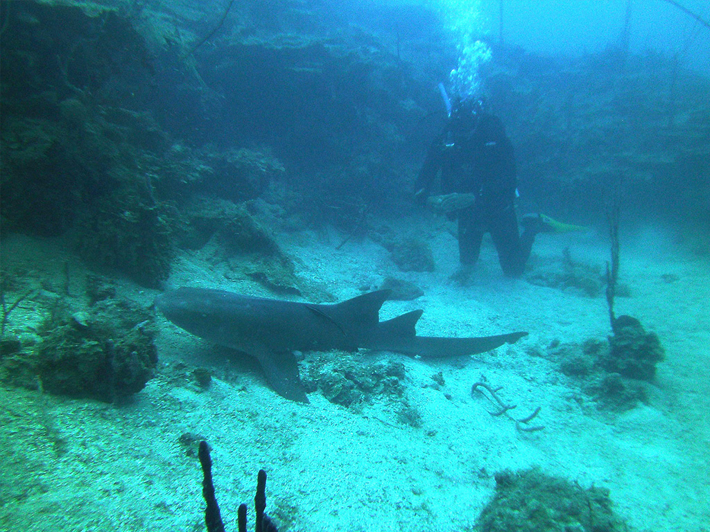 Encounter with a shark