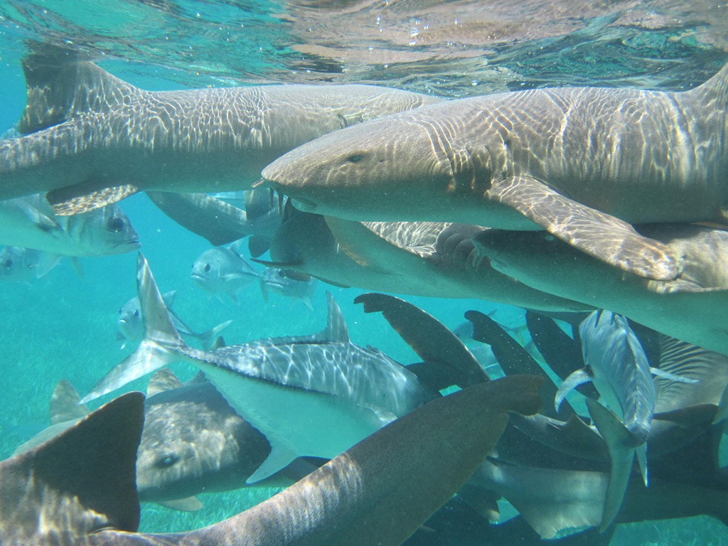 Haie, große Grouper und Makrelen vor Belize