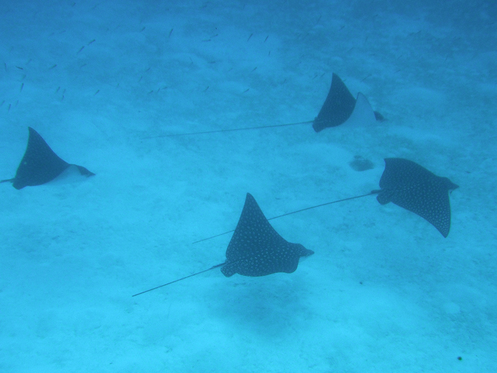 Pelagic eagle rays near San Andres