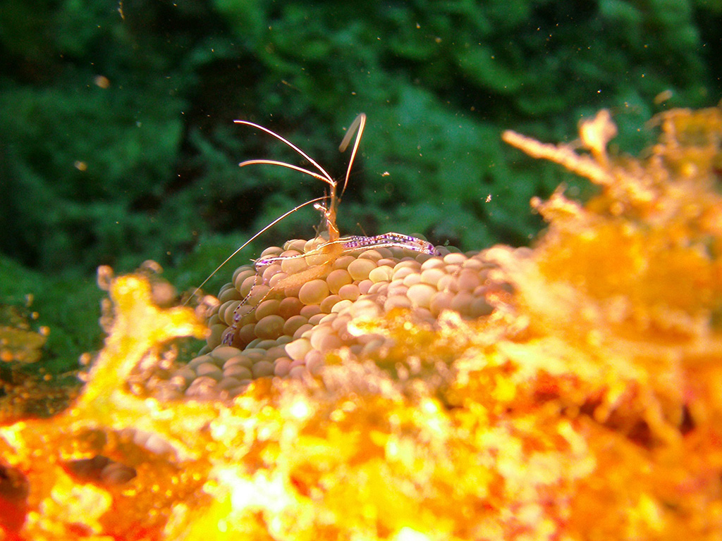 Intact corals in San Blas