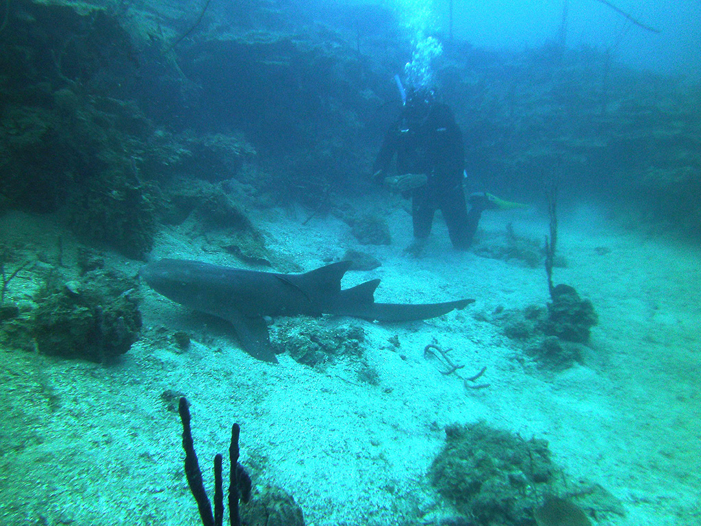 Nurse sharks in San Blas