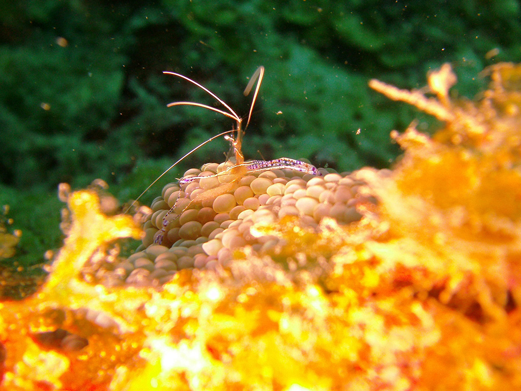 Colorful underwater world