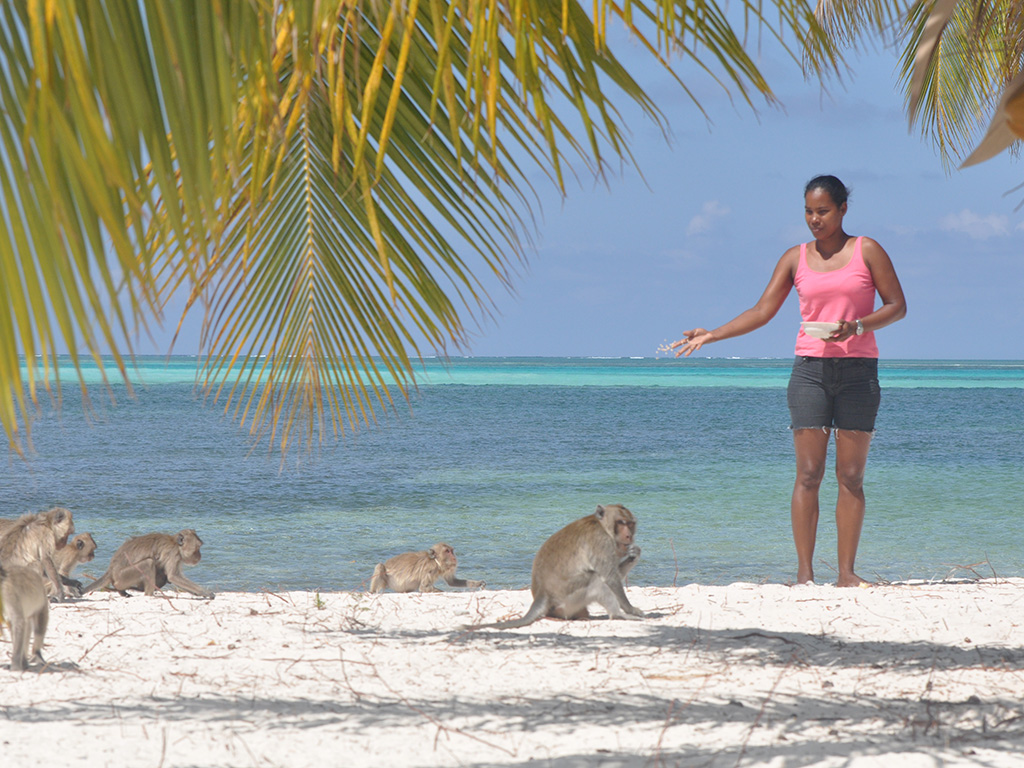 Monkey feeding in Cuba