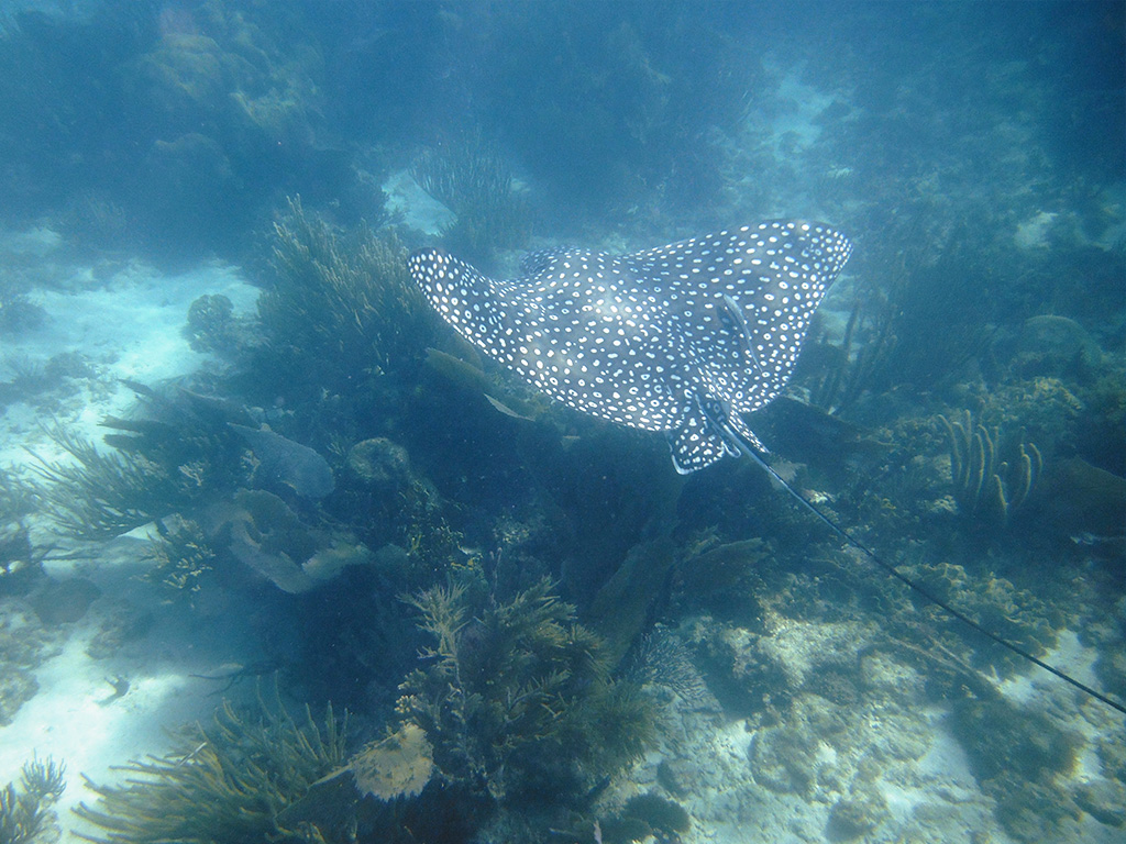 Pelagic eagle rays in Belize