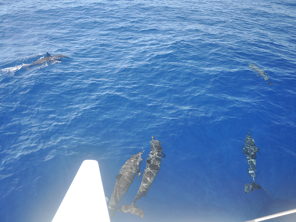 Porpoises in Belize