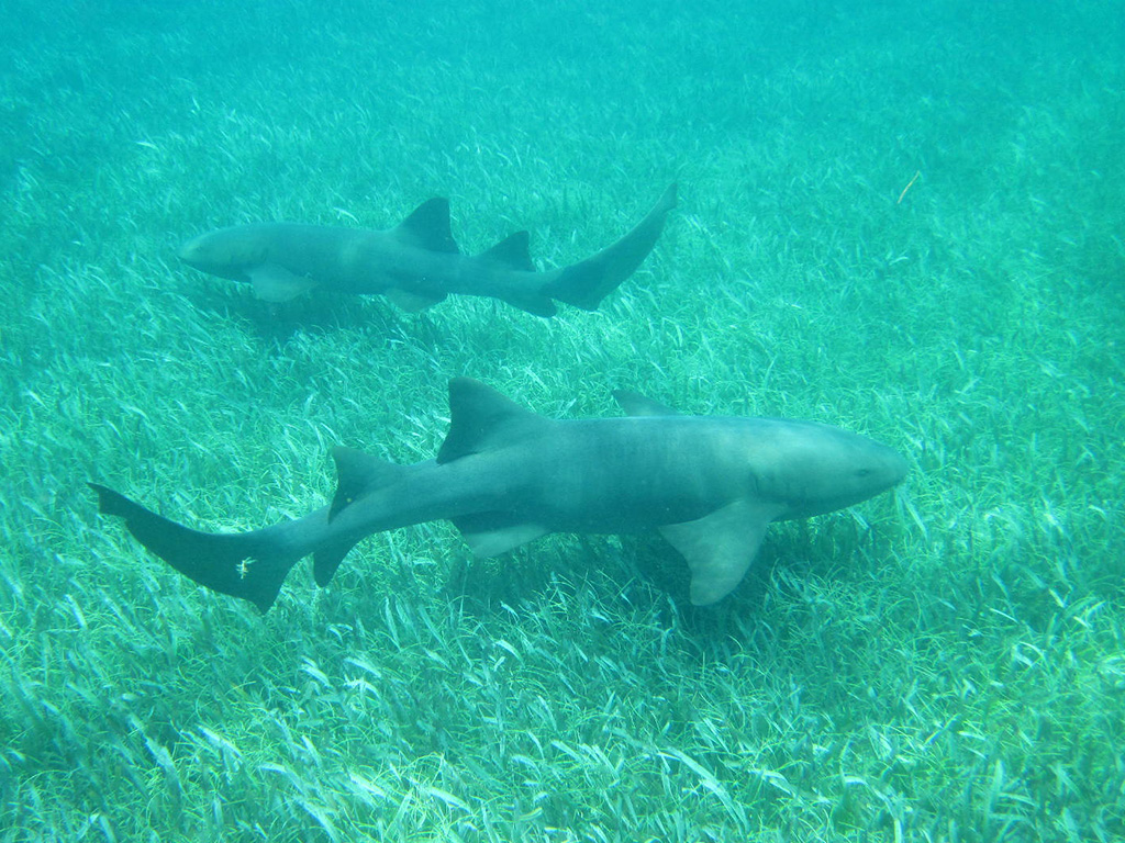 Nurse sharks in Belize