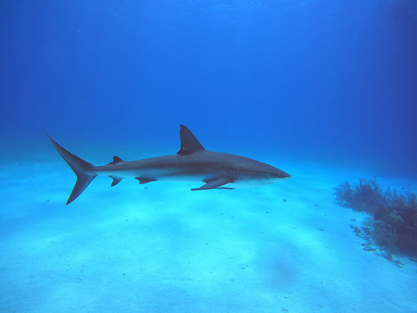 Blacktip reef shark BELIZE