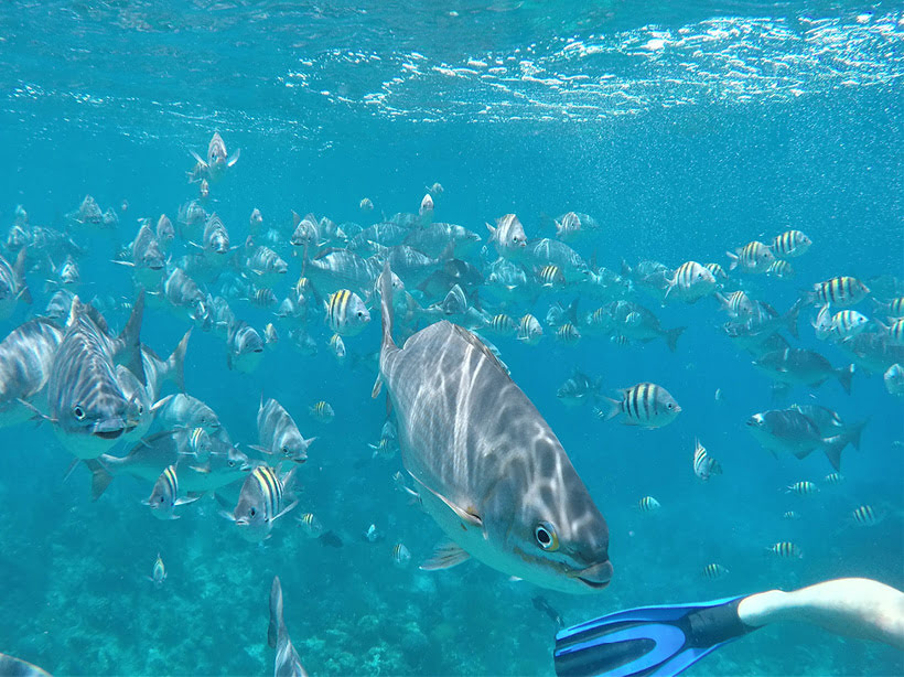 Bermuda Jacks in the BELIZE