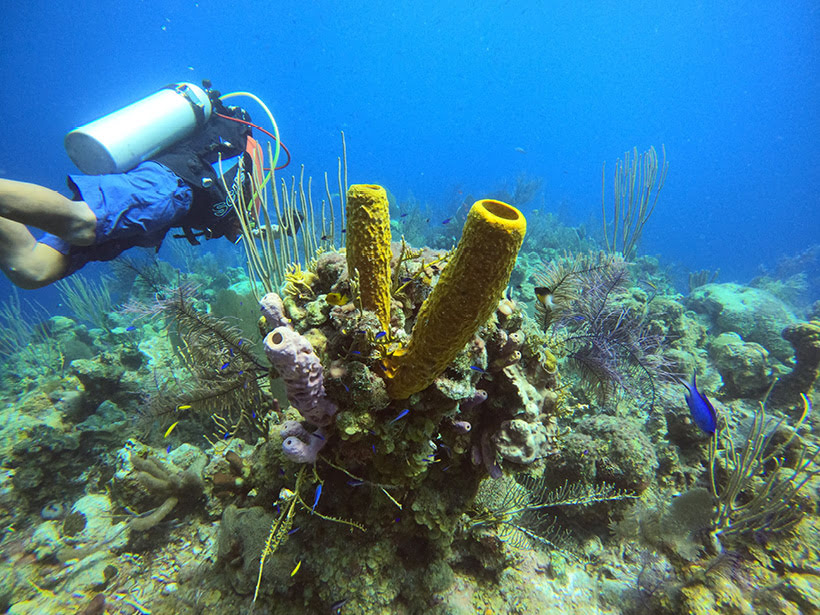 Tube sponge in CAYOS COHINOS