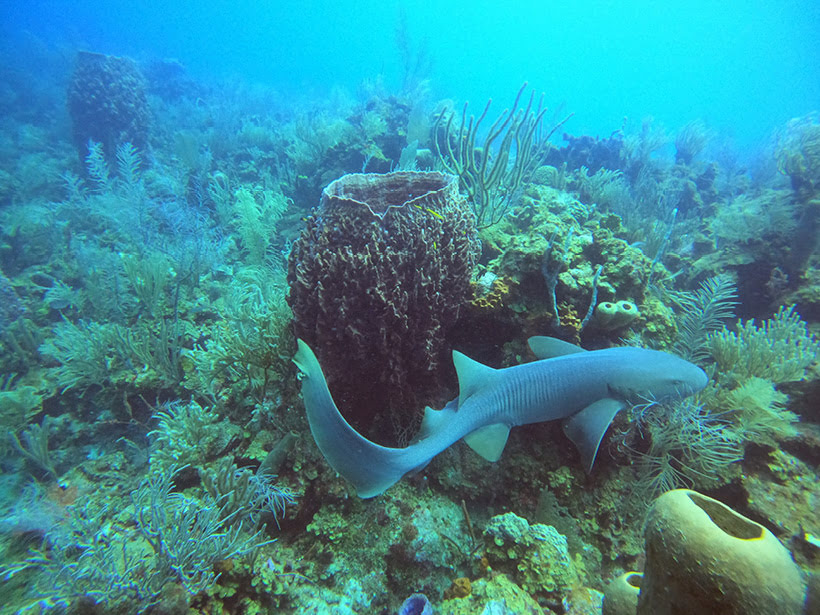 Ammenhai vor Belize