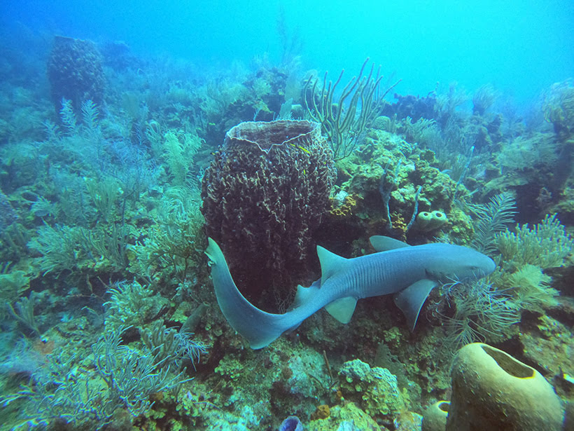 Nurse shark off Belize