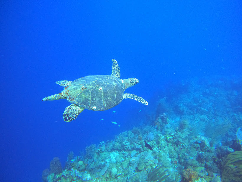 Schildkröte vor Belize