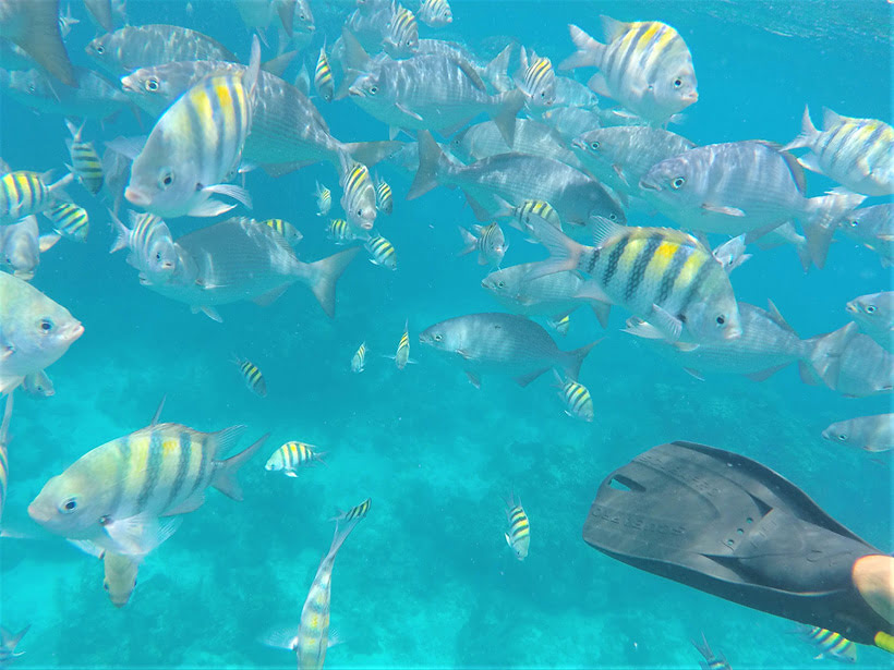 Snorkeling off Belize