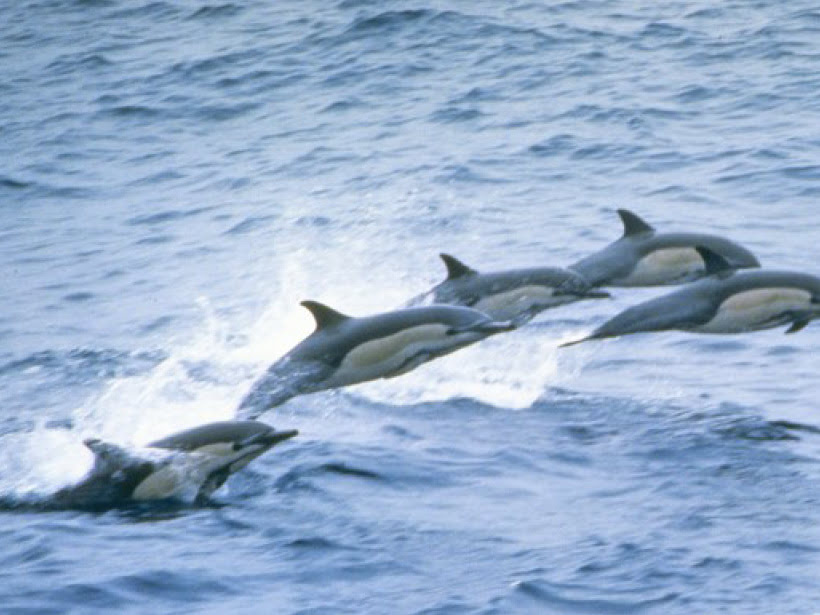 Delfine bei Baja California