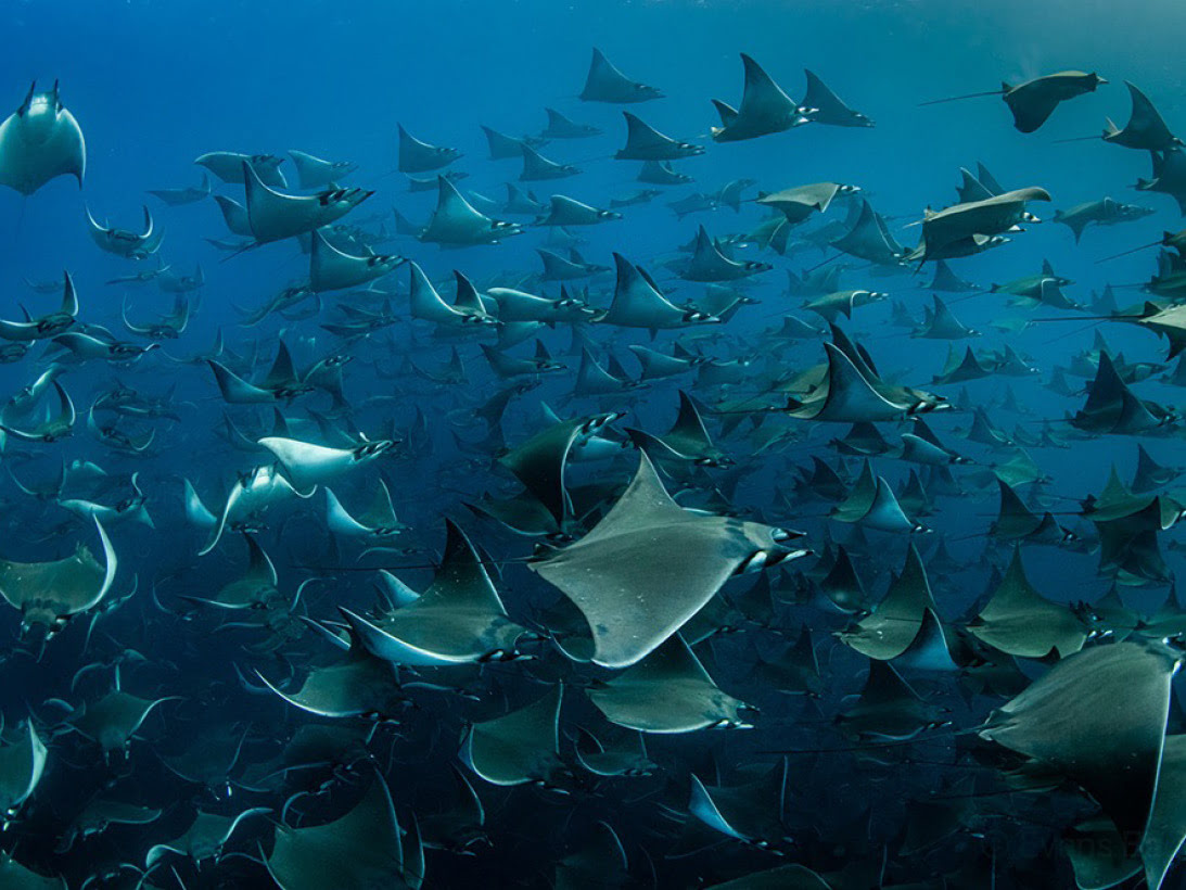 Mantas bei Baja California