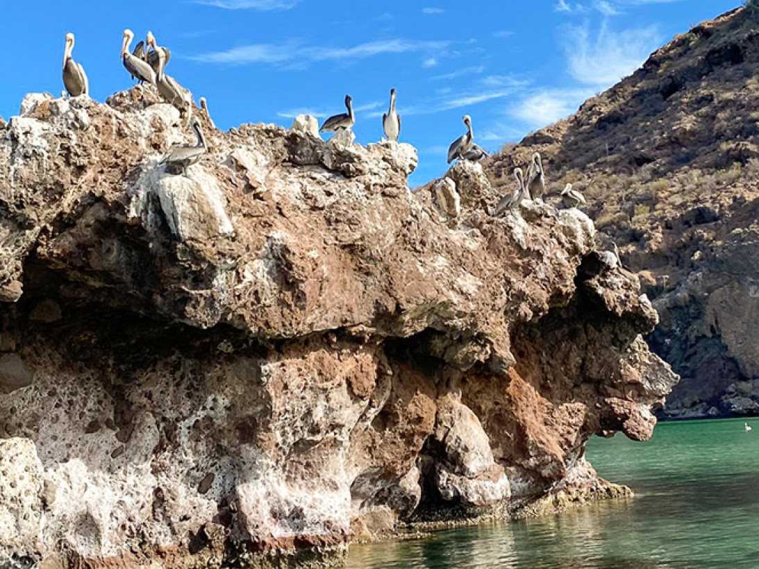 Pelikane auf Inselwelt