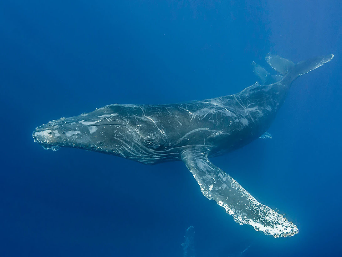 Walbeobachtung bei Baja California